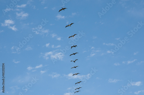 Pelicans in Single Row Flight - Vina Del Mar - Chile