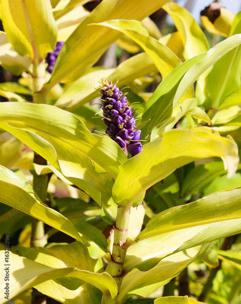 Fototapeta premium Blue Ginger (Dichorisandra thyrsiflora)