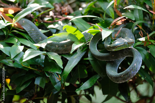 Trimeresurus (Parias) Hageni also known Hagenâ€™s Green Pit Viper sitting on the tree leaves inside a tropical country during early morning. photo