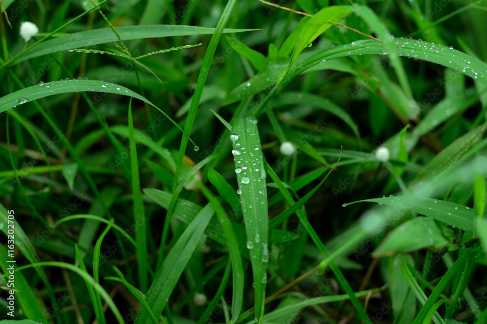 grass after rain grass after rain