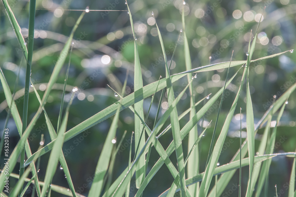 green gross in morning dew