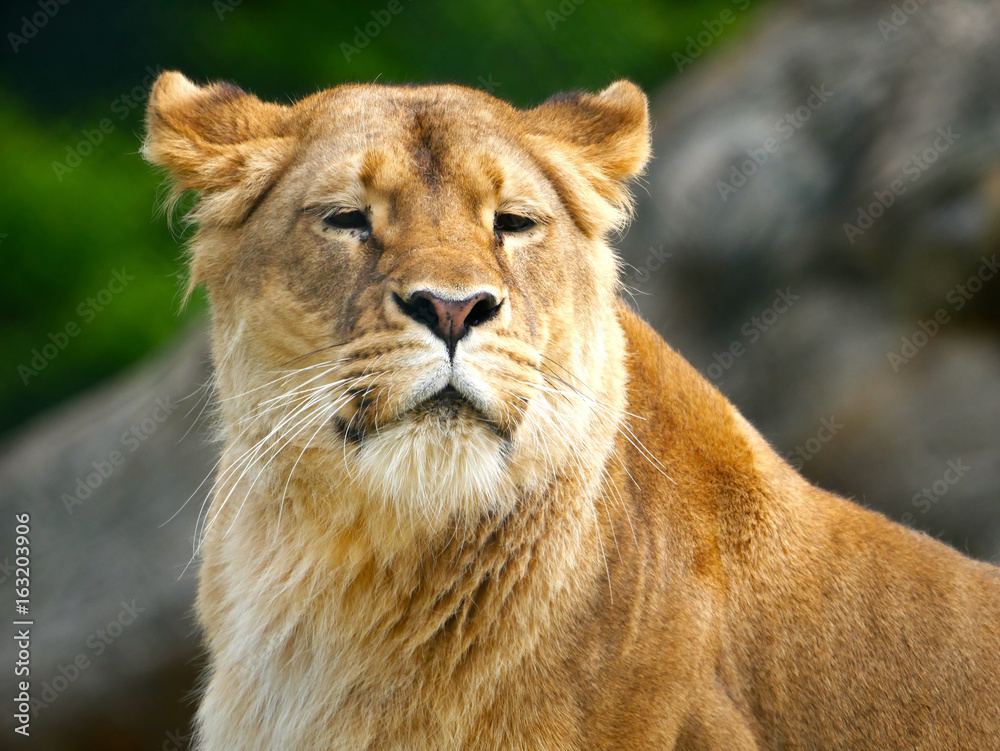 Fototapeta premium Lion