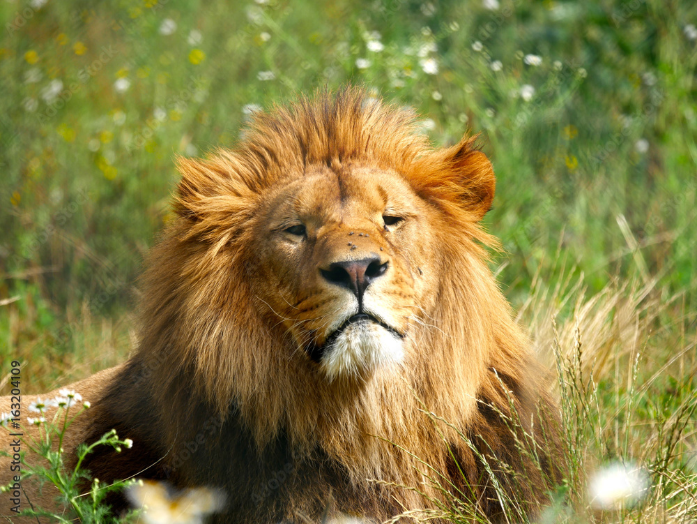Lion Lion