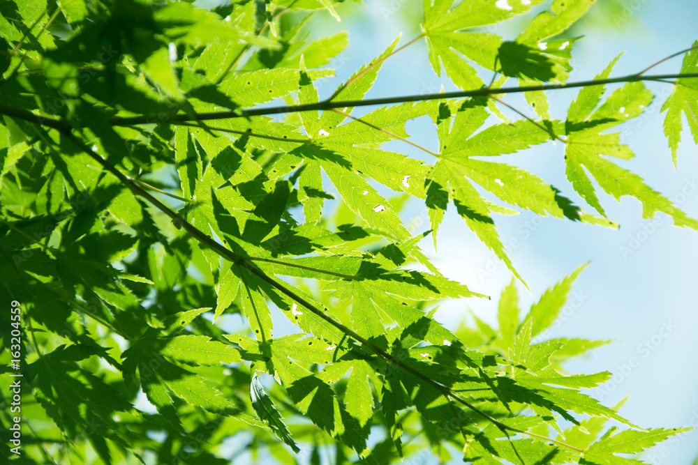 Summer Maple Leaves. Green leaves against a bright blue sky. Summer Maple Leaves. Green leaves against a bright blue sky.