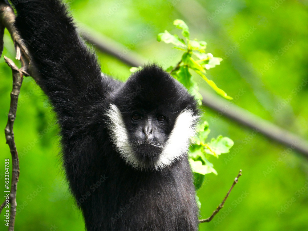 Fototapeta premium Gibbon à favoris blancs