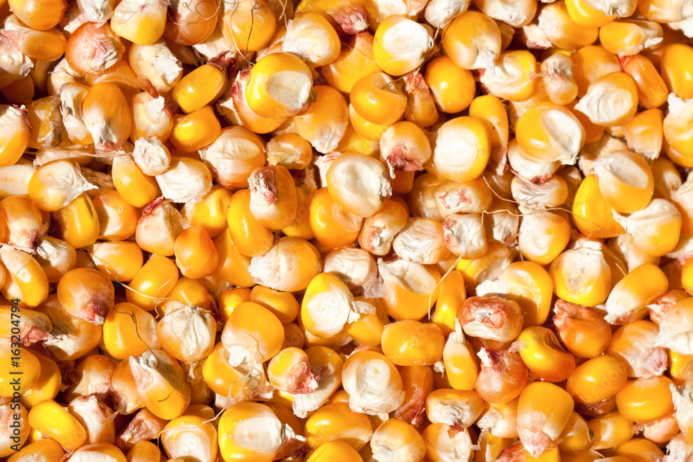 Dried corn as a background. Top view Dried corn as a background. Top view