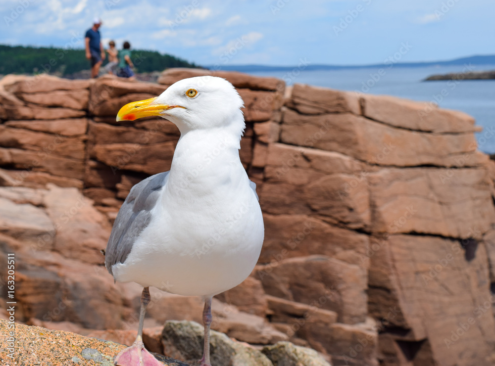 Maine seagull