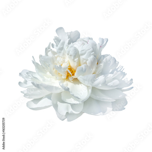 white peony flower