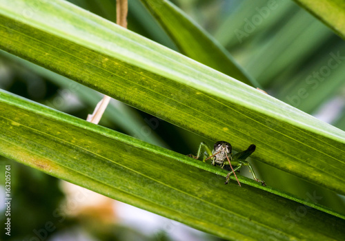 Wild cricket resting on a leaf