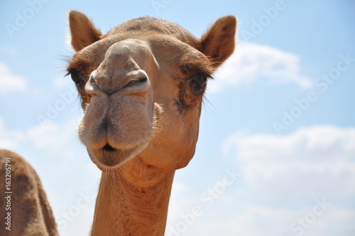 Camel © Inessa