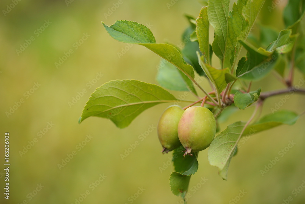 Fig fruit ...