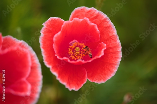 Poppy flower......
