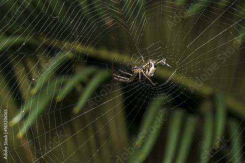 Wild spider waiting for prey