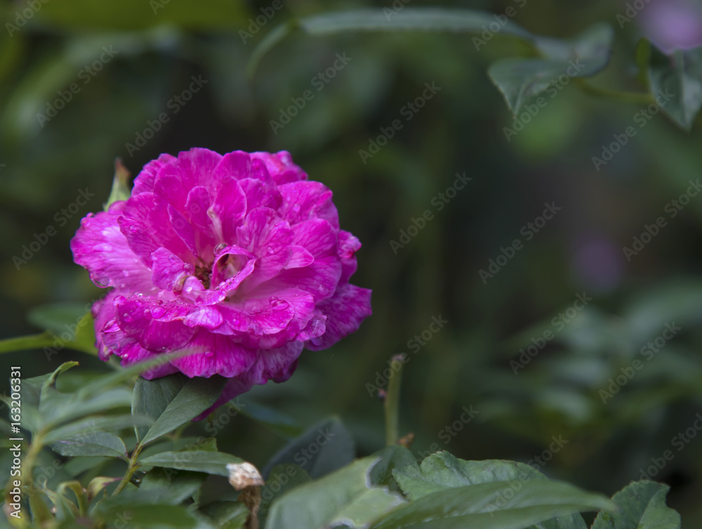 Fototapeta premium Romantic summer red pink roses bush climbing on green tree nature garden