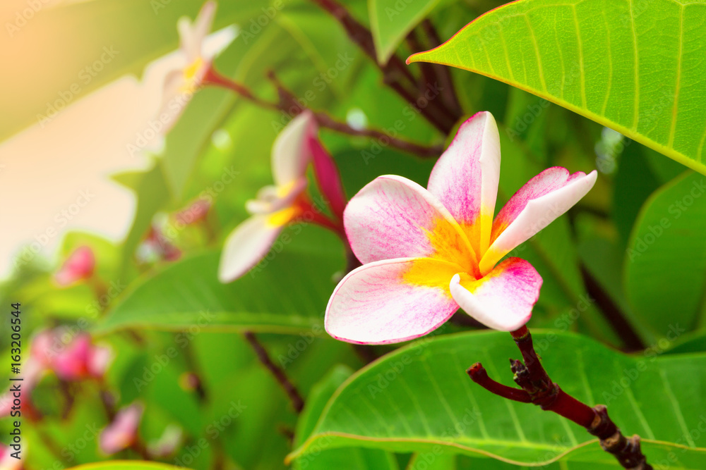Pink plumeria flower on green leaf background Pink plumeria flower on green leaf background