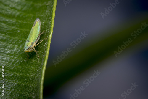 Cicadella viridis bug on a leaf
