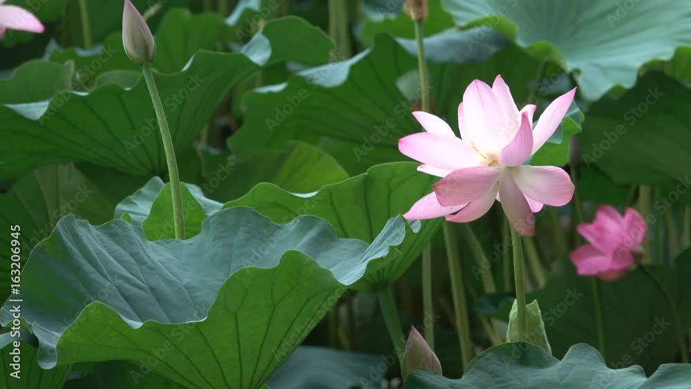 pink lotus and leaves in the win pink lotus and leaves in the win