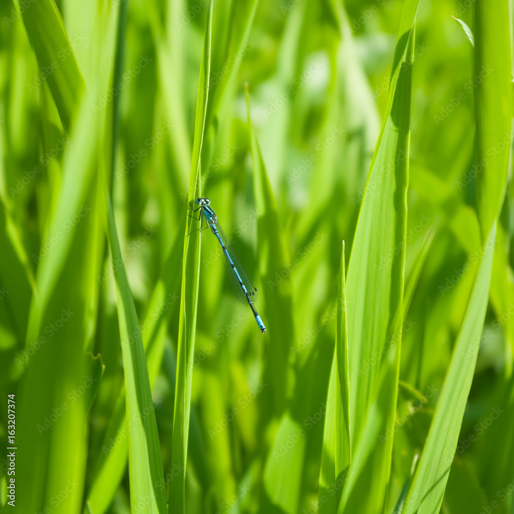 Blue dragonfly sitting on the plant. Dragonfly on grass. Blue dragonfly sitting on the plant. Dragonfly on grass.