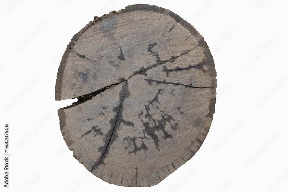 tree trunk cross section isolated on white, Timber cut section