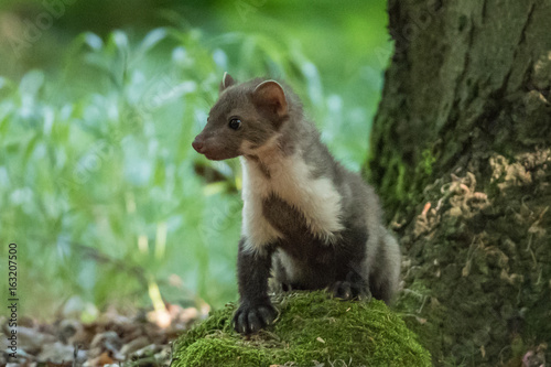 Stone marten, Martes foina, with clear green background. Beech marten, detail portrait of forest animal. Small predator sitting on the beautiful green moss stone in the forest. Wildlife scene, France photo