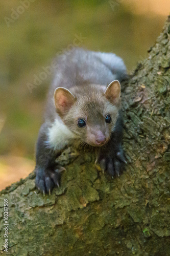 Stone marten, Martes foina, with clear green background. Beech marten, detail portrait of forest animal. Small predator sitting on the beautiful green moss stone in the forest. Wildlife scene, France