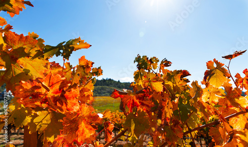 Autumn in a California wine country vineyard. Close up of colorful fall grape leaves that are back lit with sun flare. Copy space