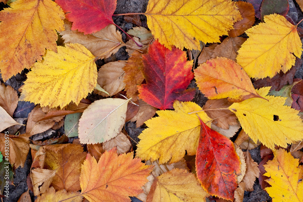 Obraz premium Dry fallen leaves