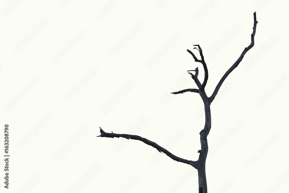 Dry tree, dead tree with beautiful branch silhouette on white background. Suitable as reference for art and design work. Dry tree, dead tree with beautiful branch silhouette on white background. Suitable as reference for art and design work.
