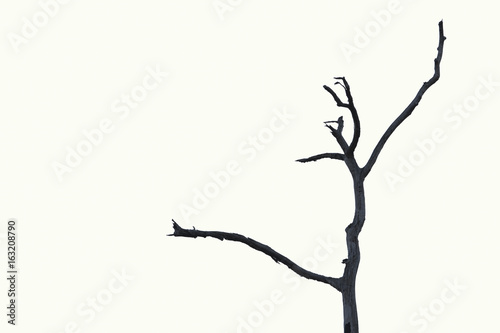 Dry tree, dead tree with beautiful branch silhouette on white background. Suitable as reference for art and design work.