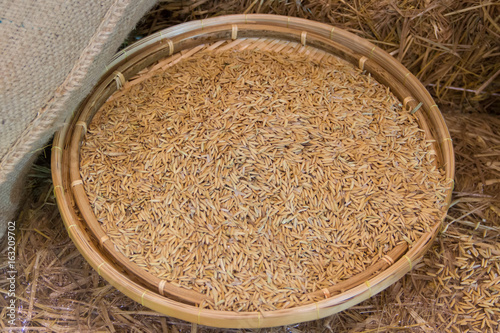 paddy rice on basket