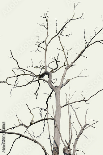 Dry tree, dead tree with beautiful branch silhouette on white background. Suitable as reference for art and design work. © kayasit