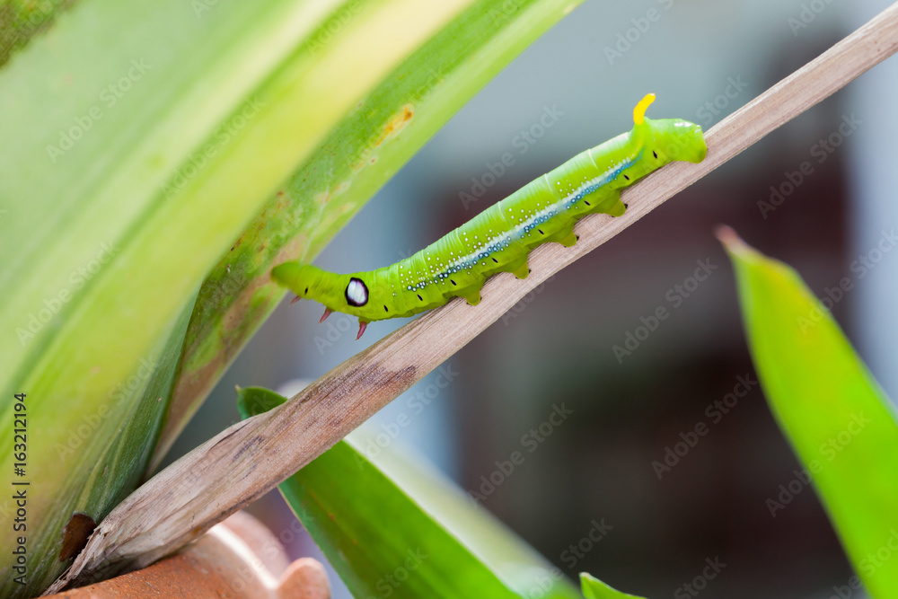 Selective focus on Caterpillar, Big green worm on tree Selective focus on Caterpillar, Big green worm on tree