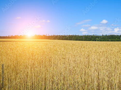 A wheat field  fresh crop of on a sunny day. Rural Landscape