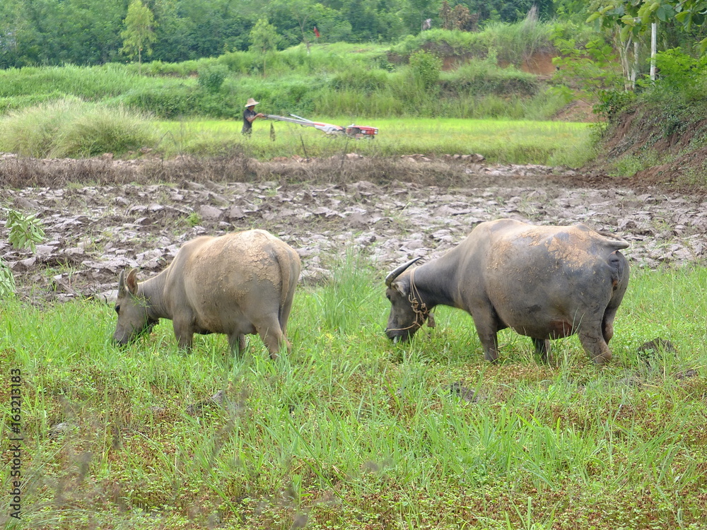 Real Buffaloes over here, Engine buffalo over there Real Buffaloes over here, Engine buffalo over there