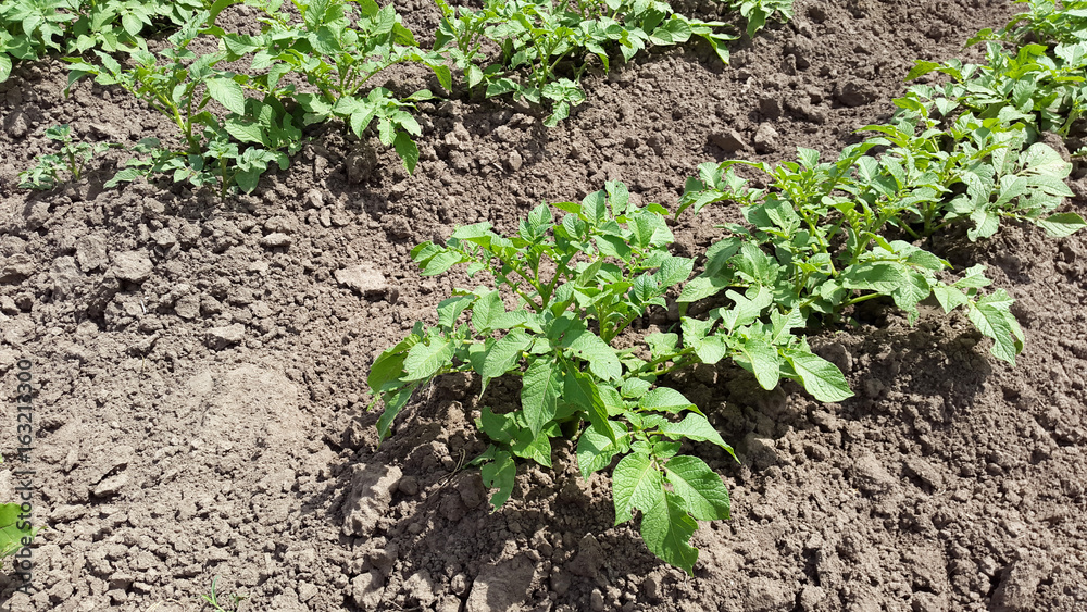 potato plants - the vegetable garden potato plants - the vegetable garden