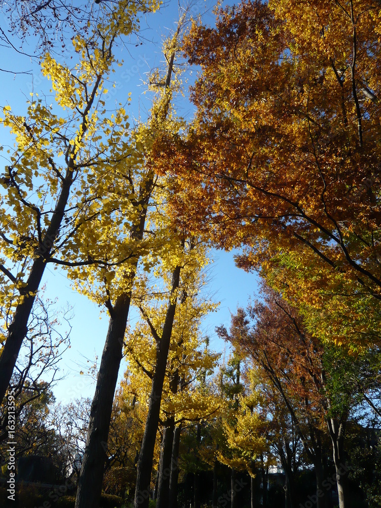 Fototapeta premium 秋に紅葉する銀杏並木