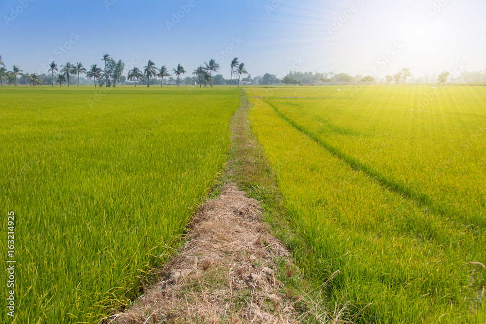 Obraz premium Green rice fields