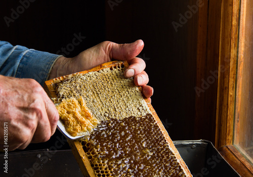 Beekeeping. The beekeeper removes the wax lids from honeycombs before extracting honey. photo