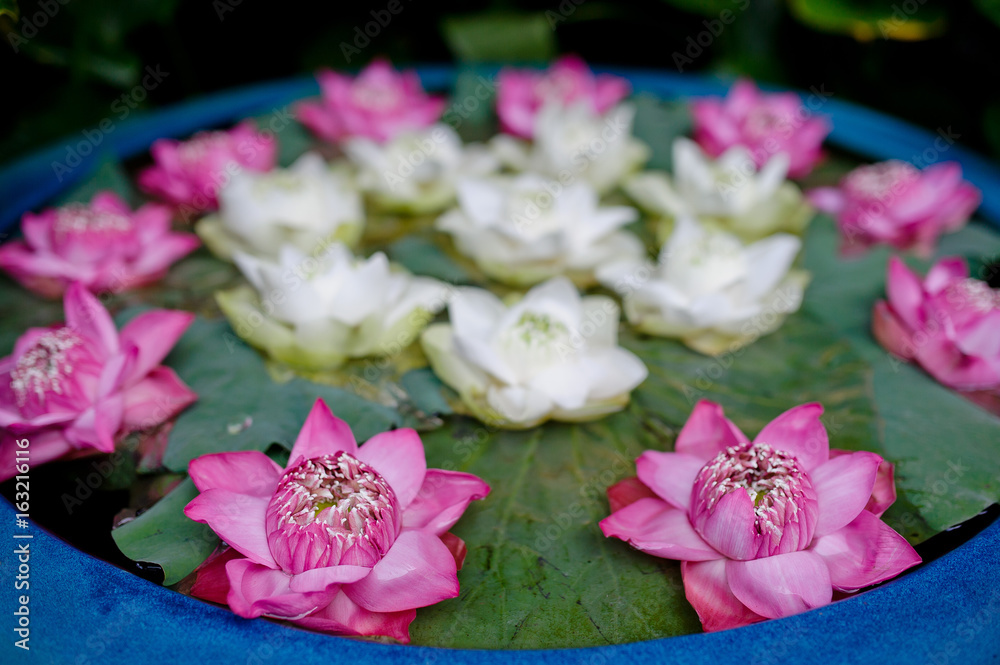 beautiful lotus flower in pond / droplet water / pink white color beautiful lotus flower in pond / droplet water / pink white color