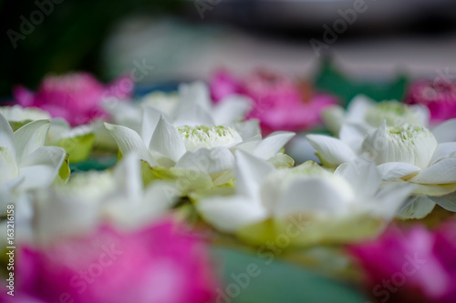 beautiful lotus flower in pond / droplet water / pink white color