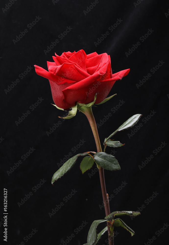 a single red rose flower on black background Stock Photo | Adobe Stock