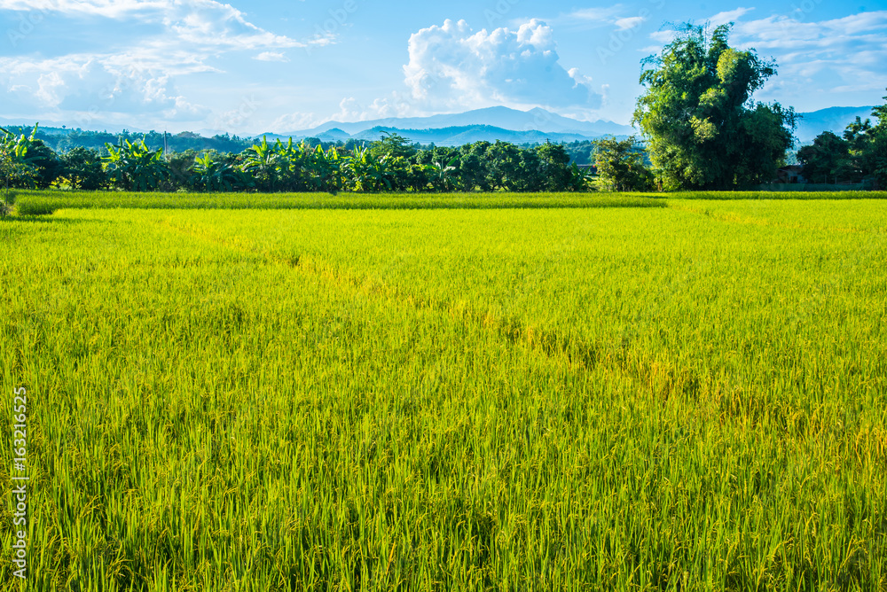 Fototapeta premium Beautiful rice field landscape with blue sky and cloud.