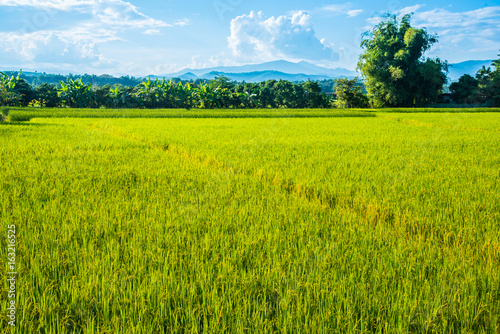 Beautiful rice field landscape with blue sky and cloud.