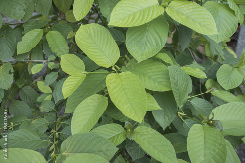 Mitragyna speciosa Korth. Havil. kratom a drug from plant to a category 5 in thailand