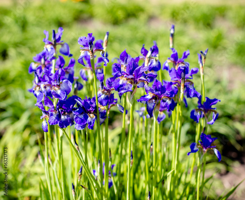 Fototapeta Naklejka Na Ścianę i Meble -      Purple irises bloom in the botanical garden 