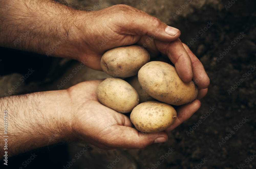 Hands holding fresh potatoes just dug out of the ground Hands holding fresh potatoes just dug out of the ground