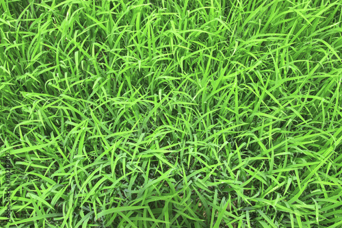 green grass. natural background texture. fresh spring