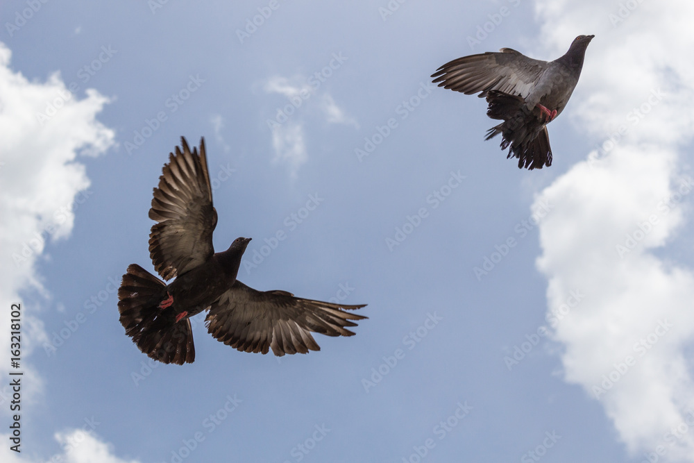 Naklejka premium 空高く・鳩