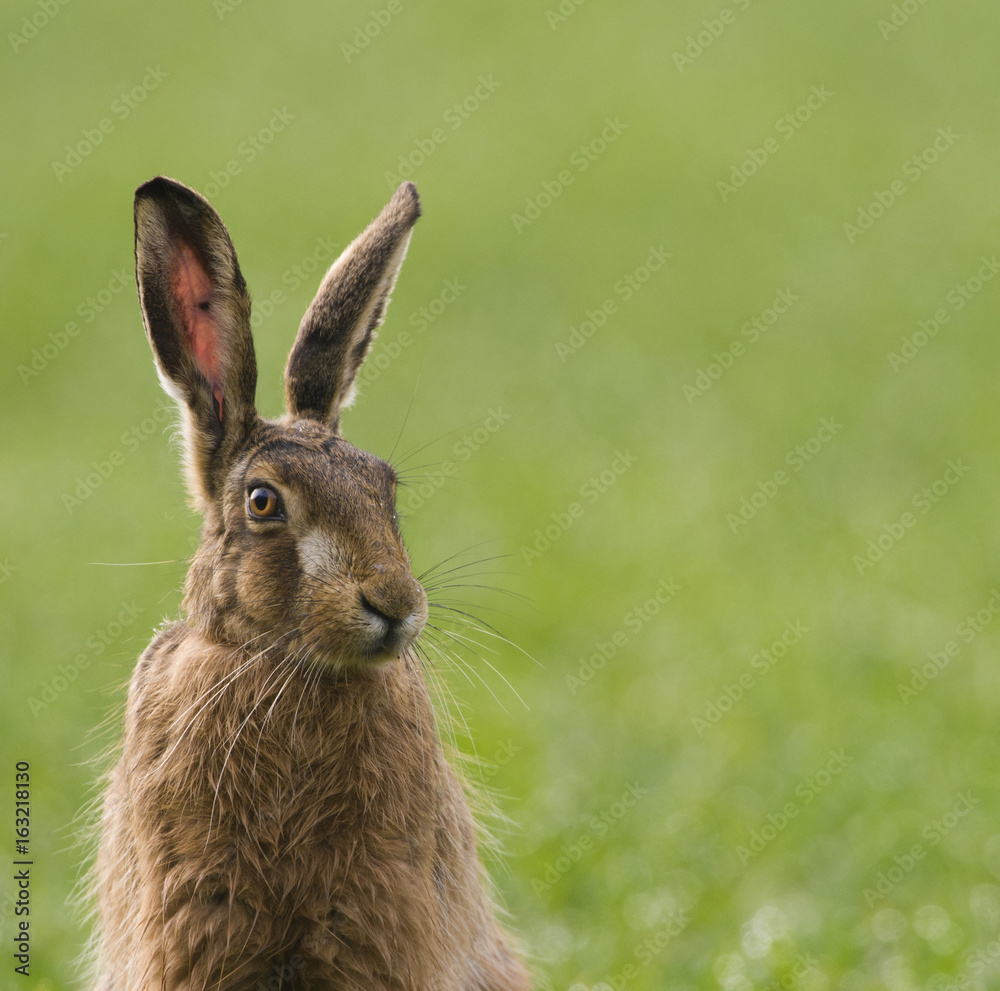 Obraz premium Brown Hares (lepus europaeus)