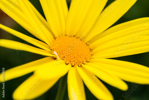 Super close shot of a yellow flower